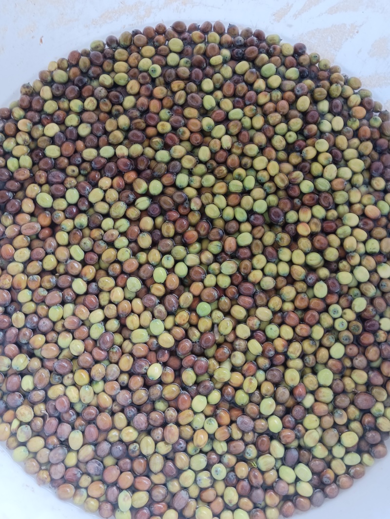 麻莲蓬