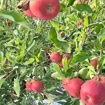 昭通苹果