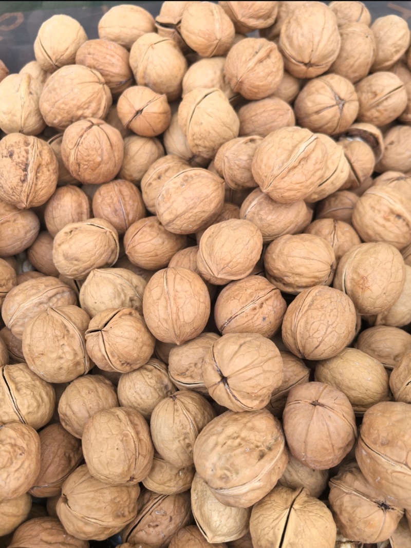 大凉山纸皮核桃饱满品质保障大量有货价格实惠