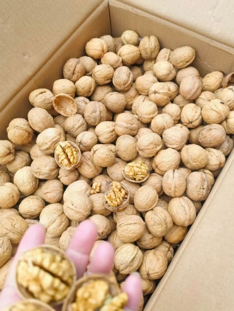 大凉山纸皮核桃饱满品质保障大量有货价格实惠