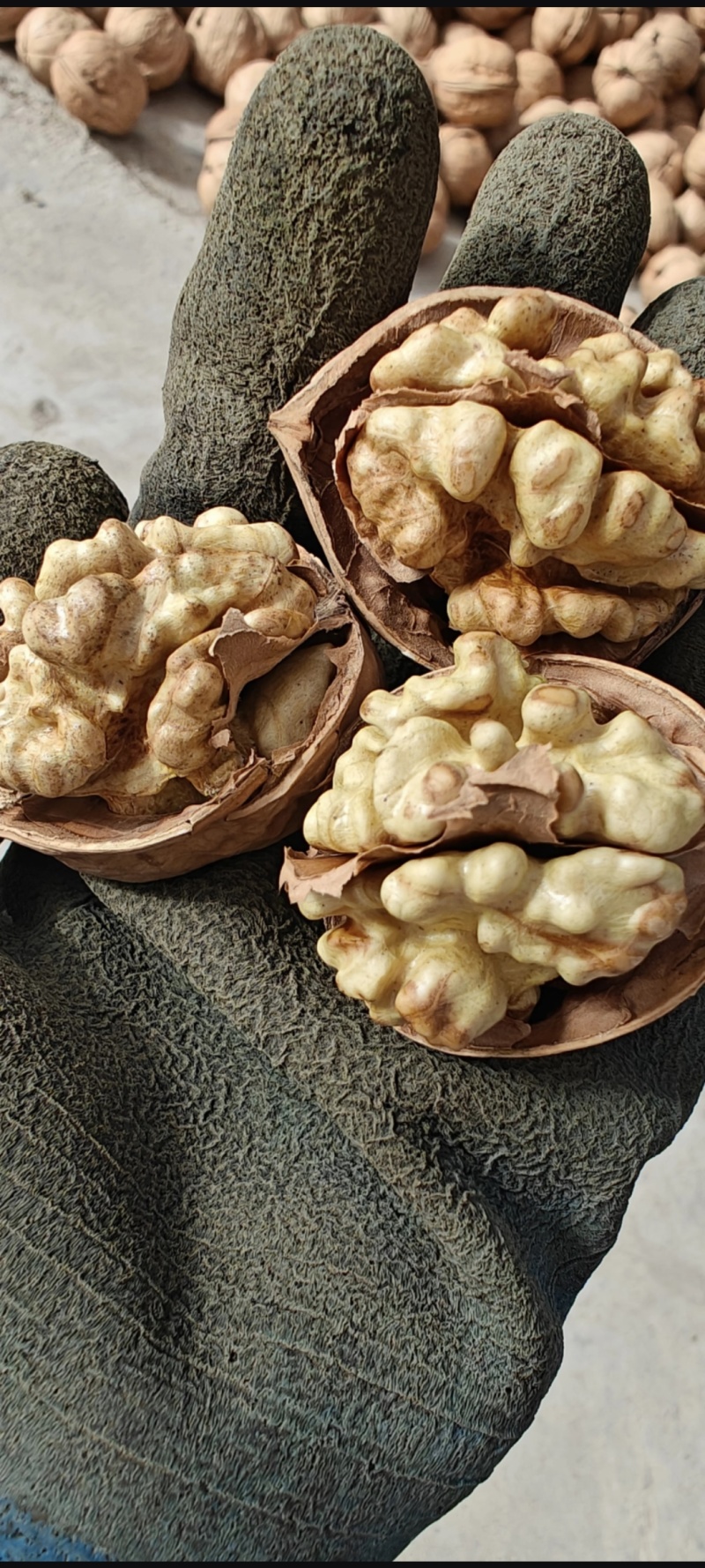 大凉山纸皮核桃饱满品质保障大量有货价格实惠