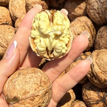 大凉山纸皮核桃饱满品质保障大量有货价格实惠