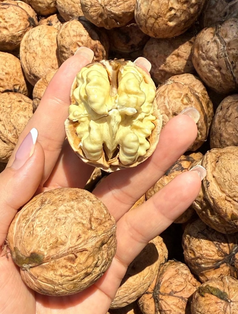 大凉山纸皮核桃饱满品质保障大量有货价格实惠