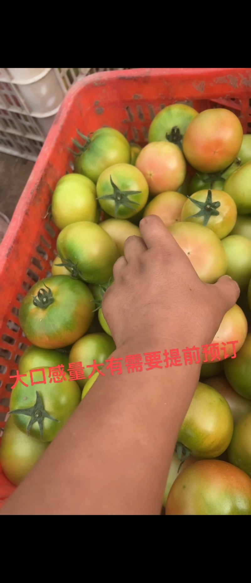 硬粉大口感西红柿产业园有需要的老板24小时为您服务