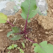 红菜苔