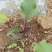 红菜苔