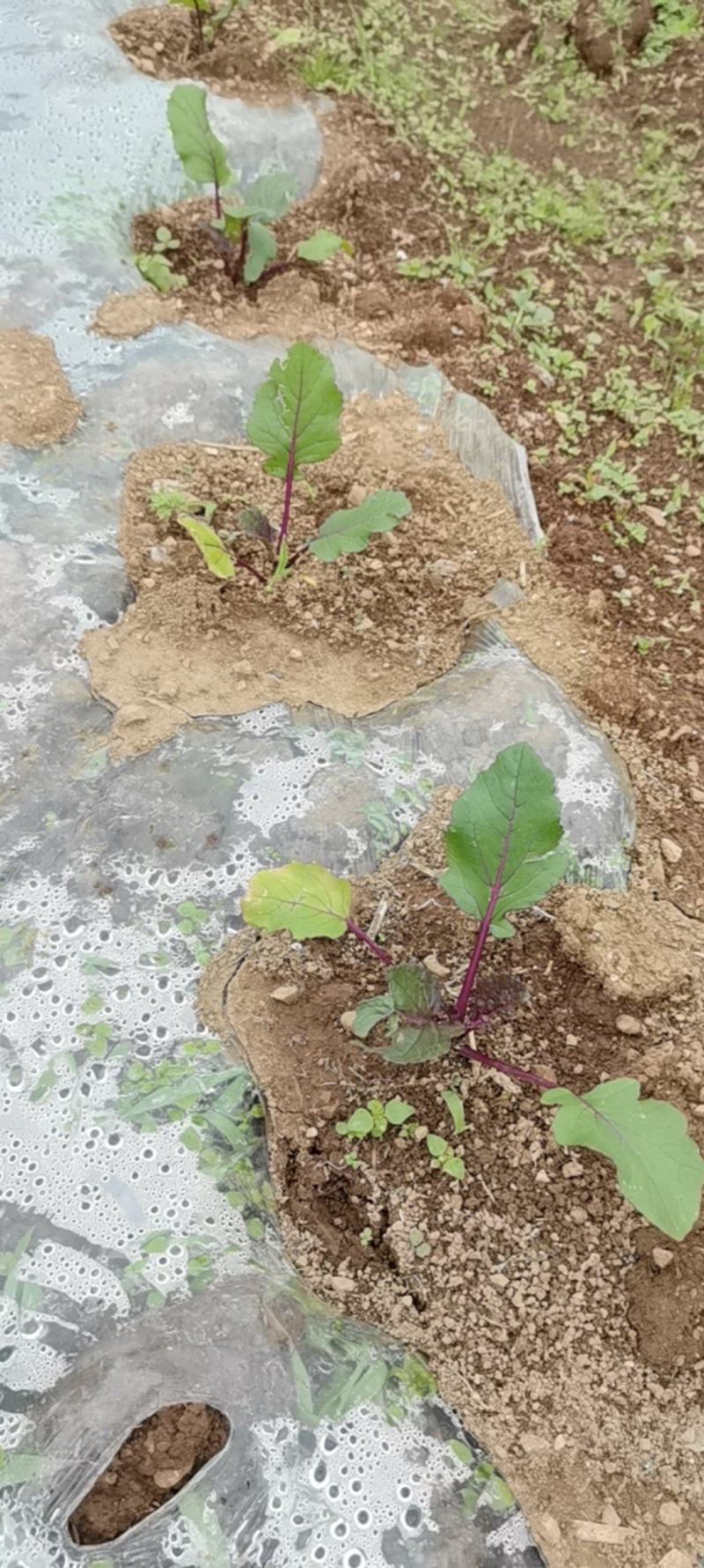 红菜苔