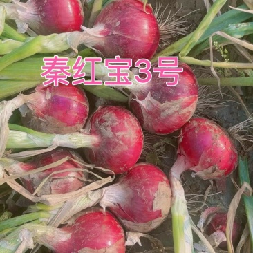洋葱