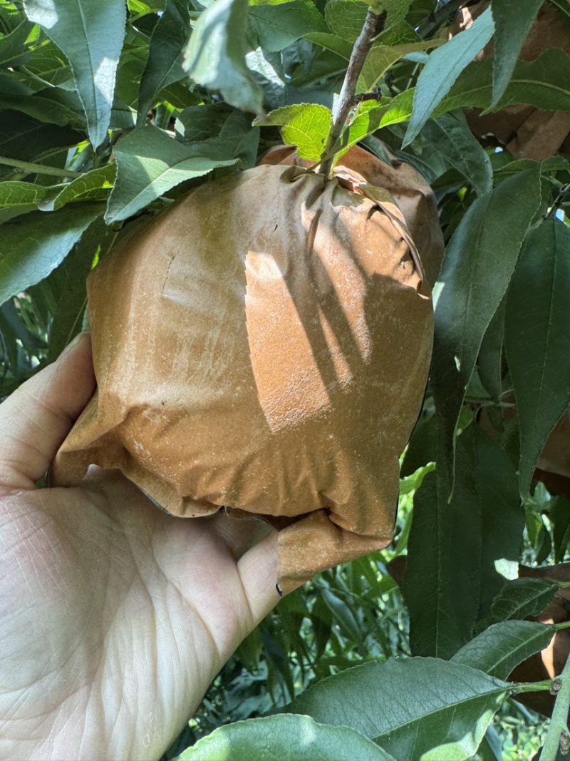 黄金蜜4号