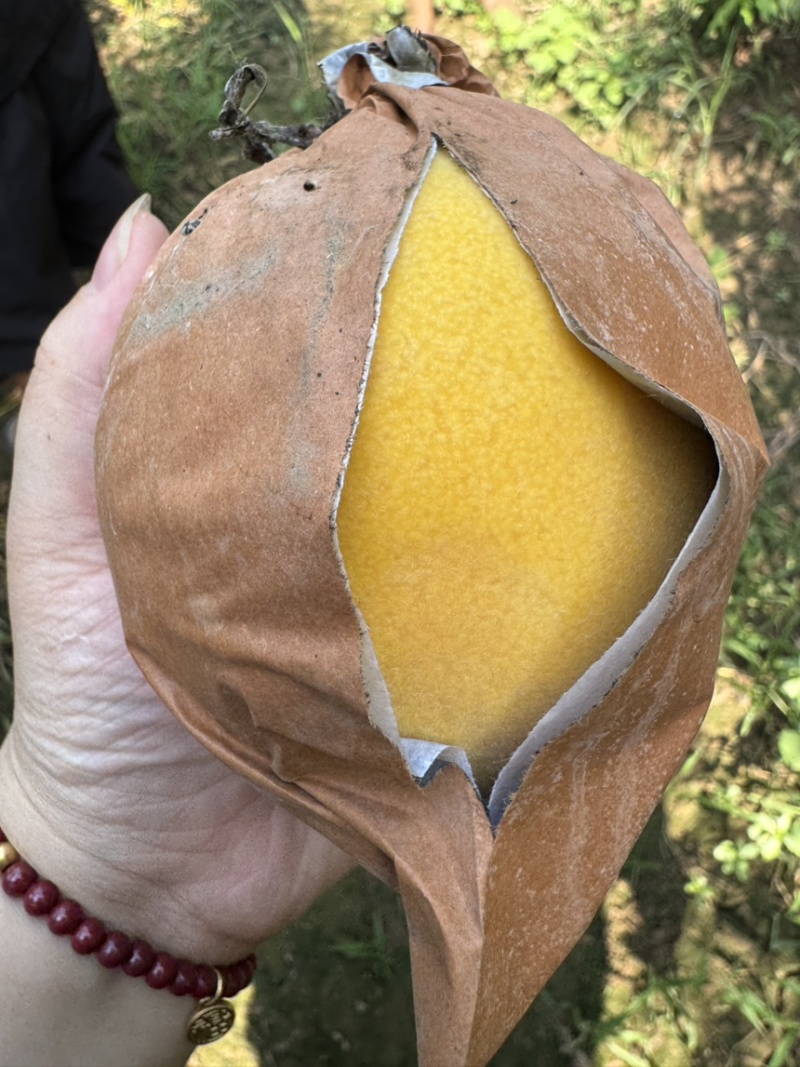 黄金蜜4号