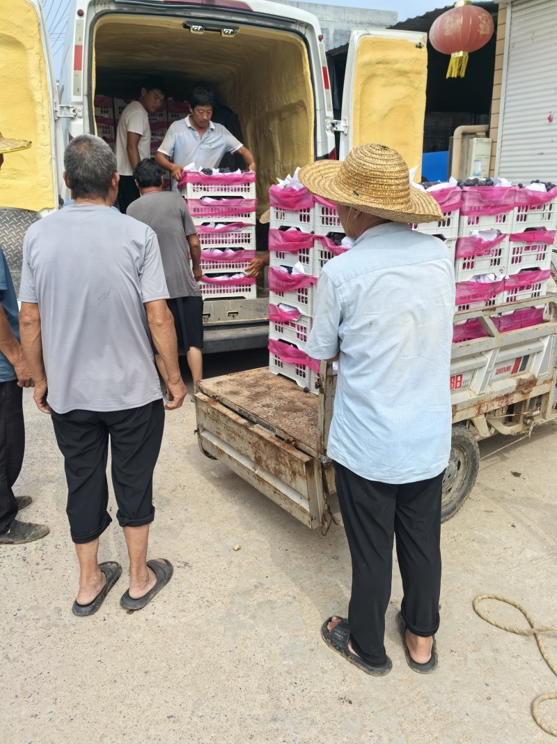 本地葡萄大量上市品种齐全欢迎新老顾客前来采购。
