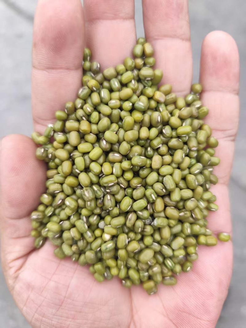 低价绿豆甩卖明绿豆