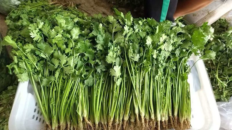河北铁杆香菜新鲜上市产地直发价格美丽质量好走货快欢迎询价