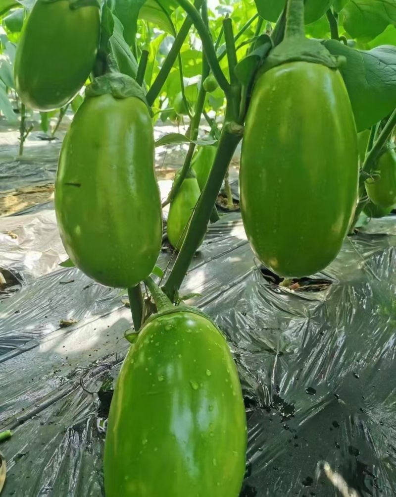 绿冠灯泡茄苗青茄苗果型好颜色亮，高产抗病能力强，大量有苗