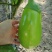 绿冠灯泡茄苗青茄苗果型好颜色亮，高产抗病能力强，大量有苗
