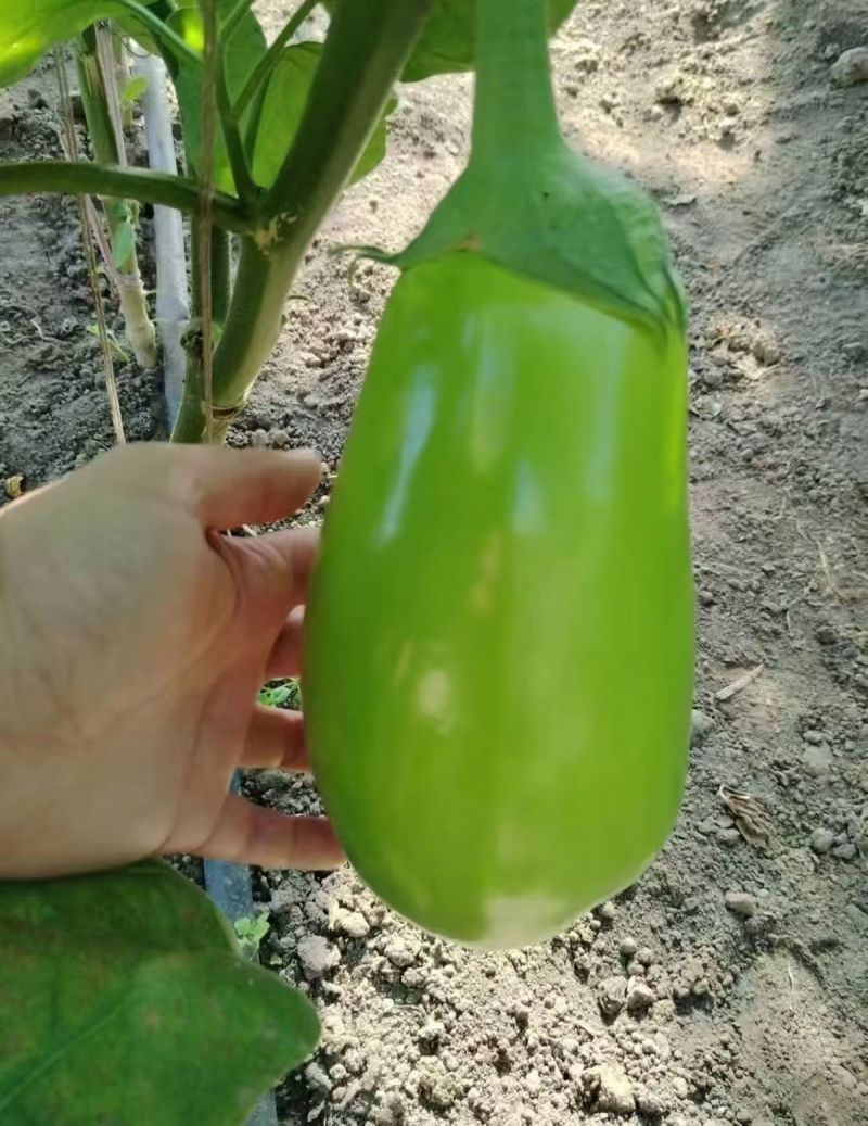绿冠灯泡茄苗青茄苗果型好颜色亮，高产抗病能力强，大量有苗