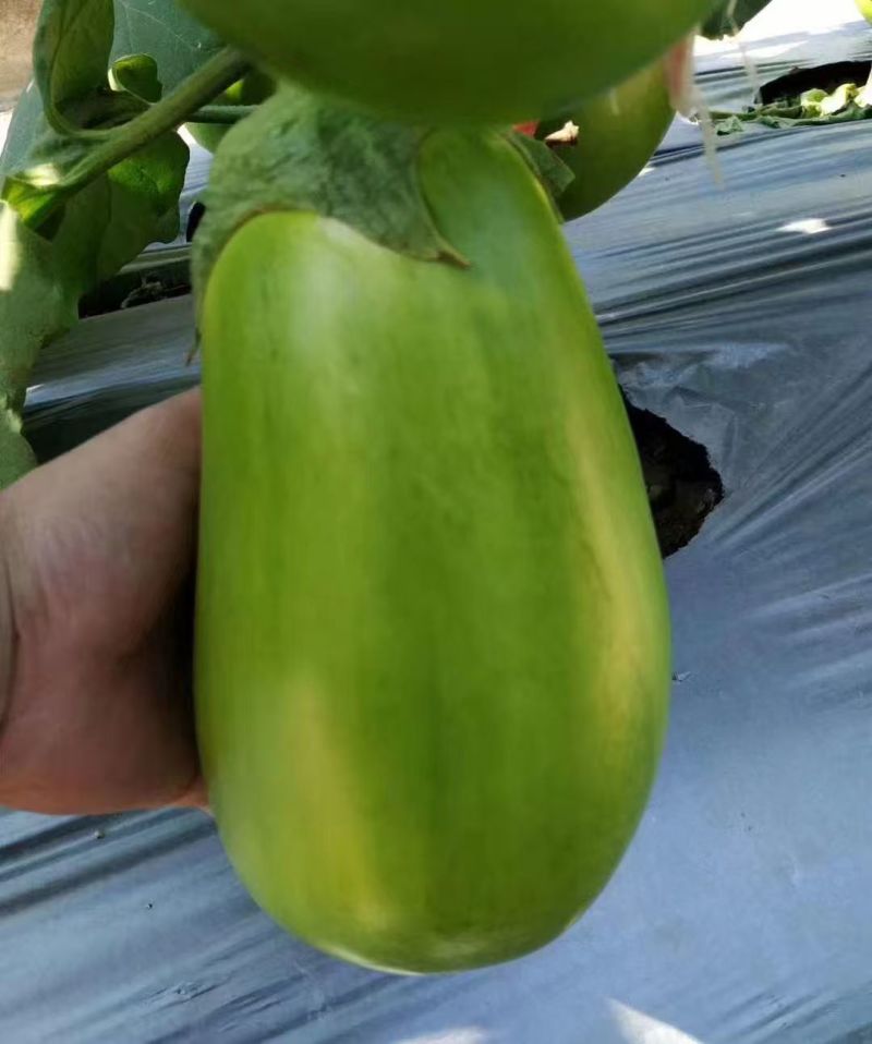 绿冠灯泡茄苗青茄苗果型好颜色亮，高产抗病能力强，大量有苗