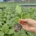绿冠灯泡茄苗青茄苗果型好颜色亮，高产抗病能力强，大量有苗