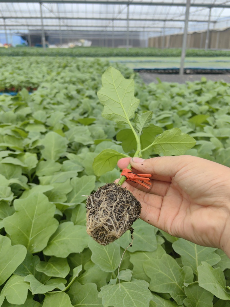 绿冠灯泡茄苗青茄苗果型好颜色亮，高产抗病能力强，大量有苗