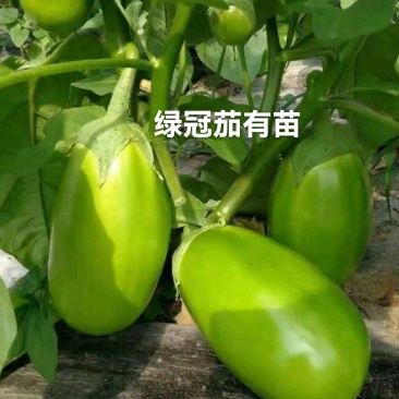 绿冠灯泡茄苗青茄苗果型好颜色亮，高产抗病能力强，大量有苗