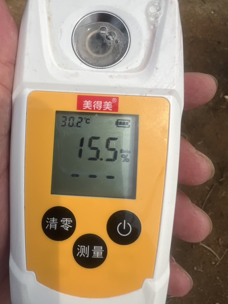 山东日照枣油3号大量上市，口感感好货源充足