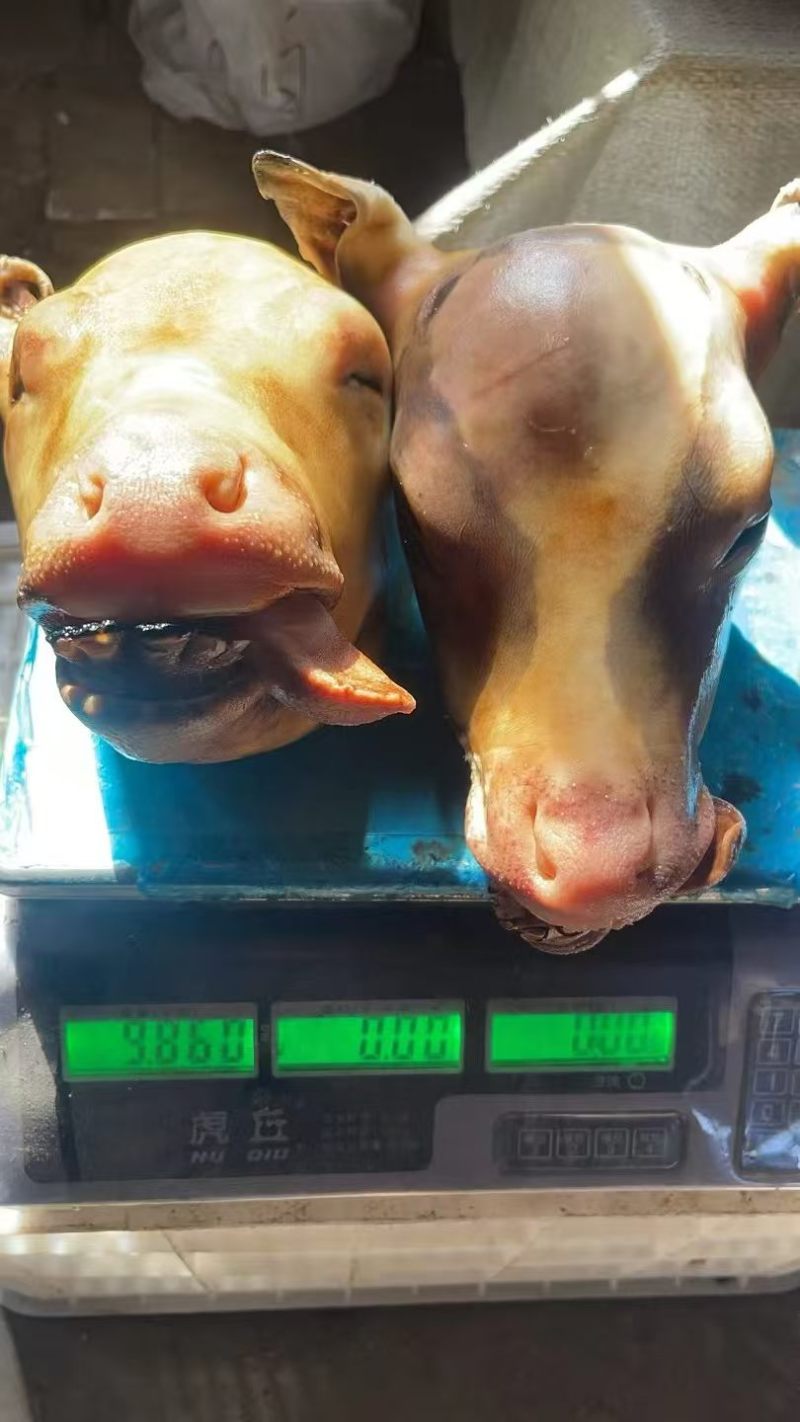 火烧小牛头