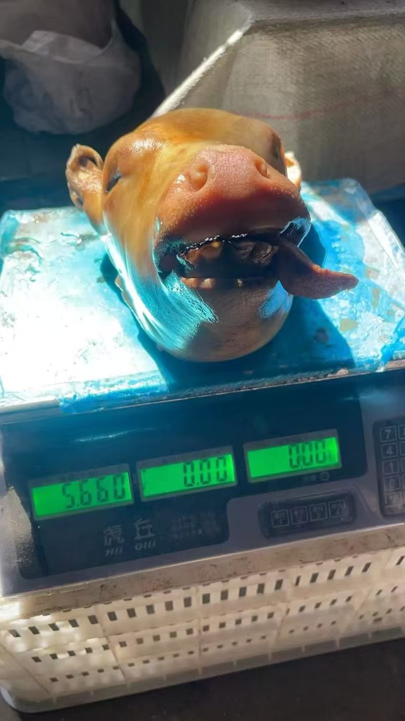 火烧小牛头