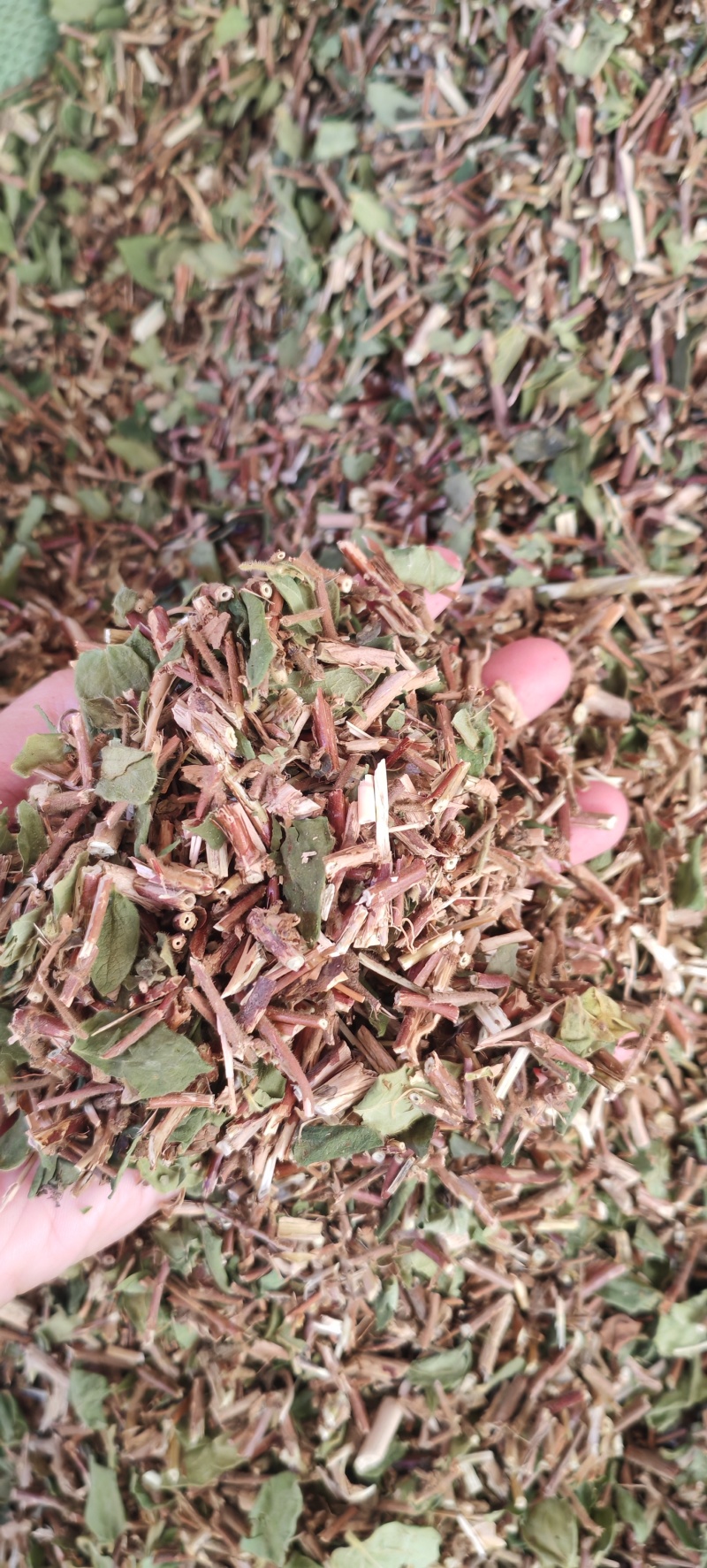中药材金银花藤/忍冬藤/切段