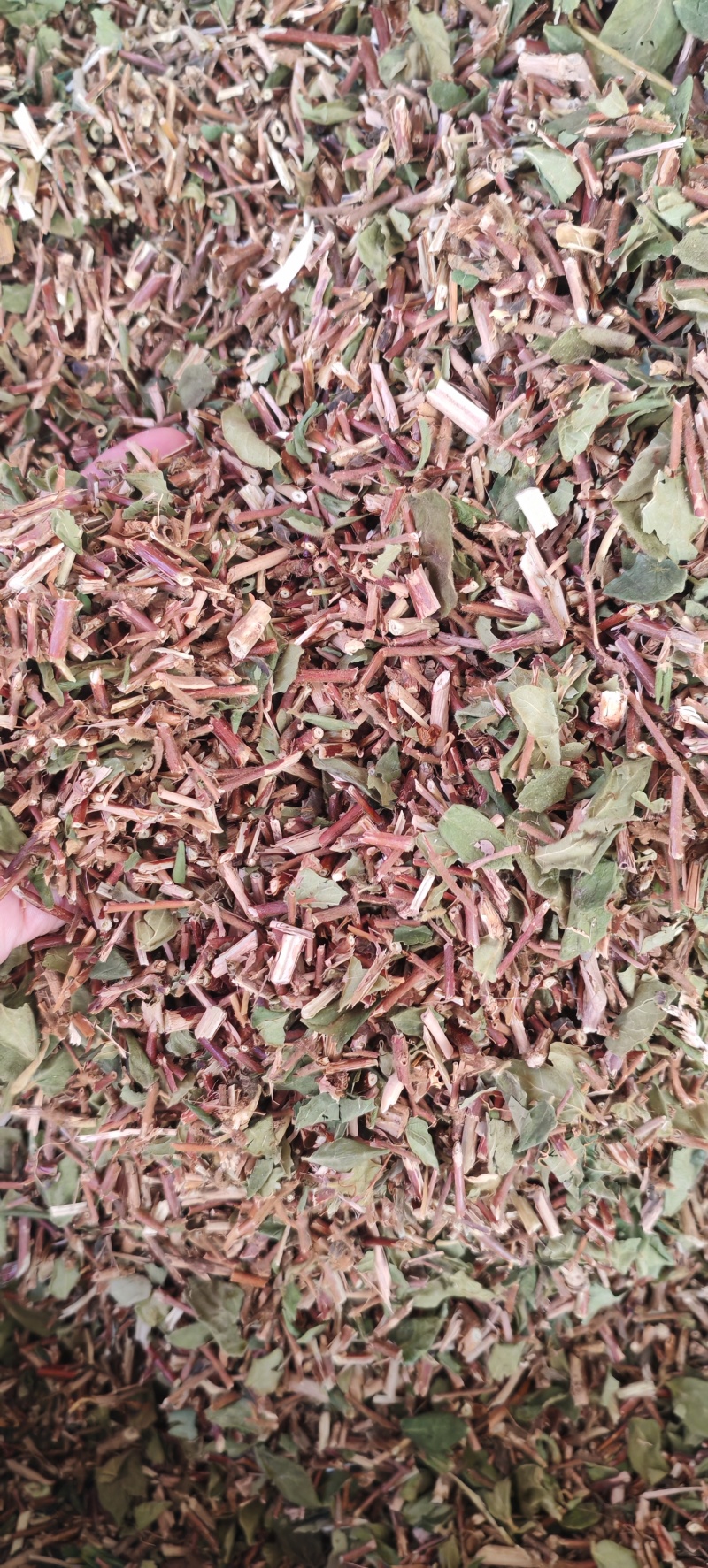 中药材金银花藤/忍冬藤/切段