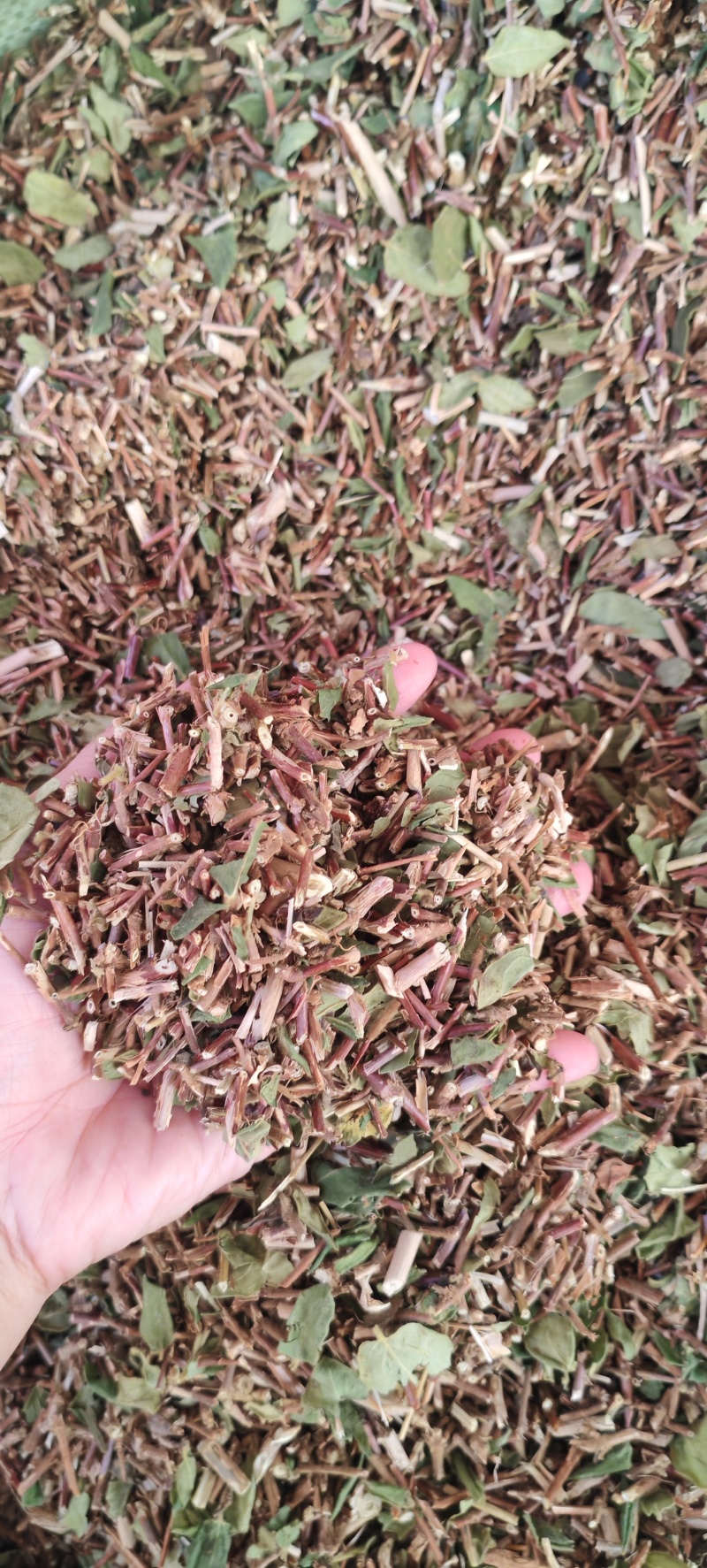中药材金银花藤/忍冬藤/切段
