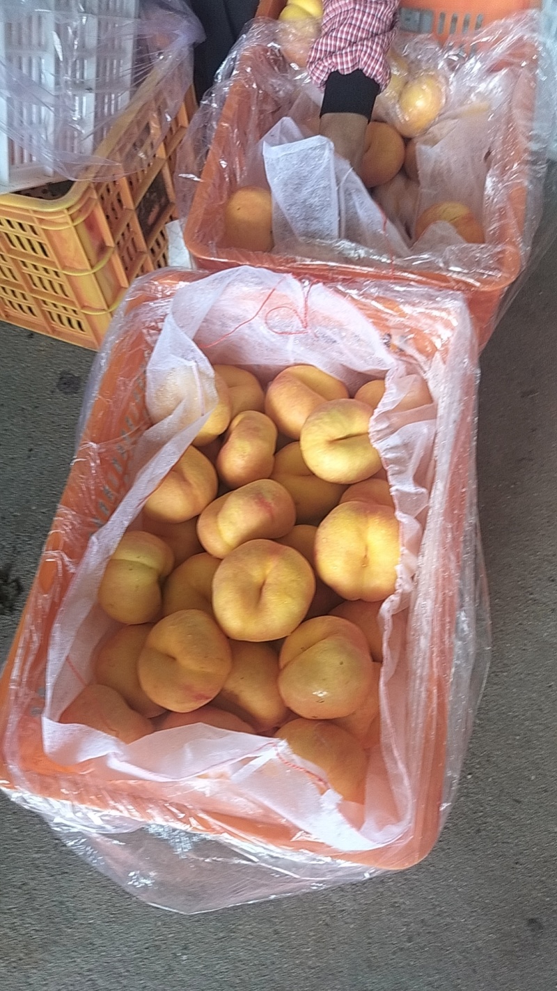 油盘7大量上市