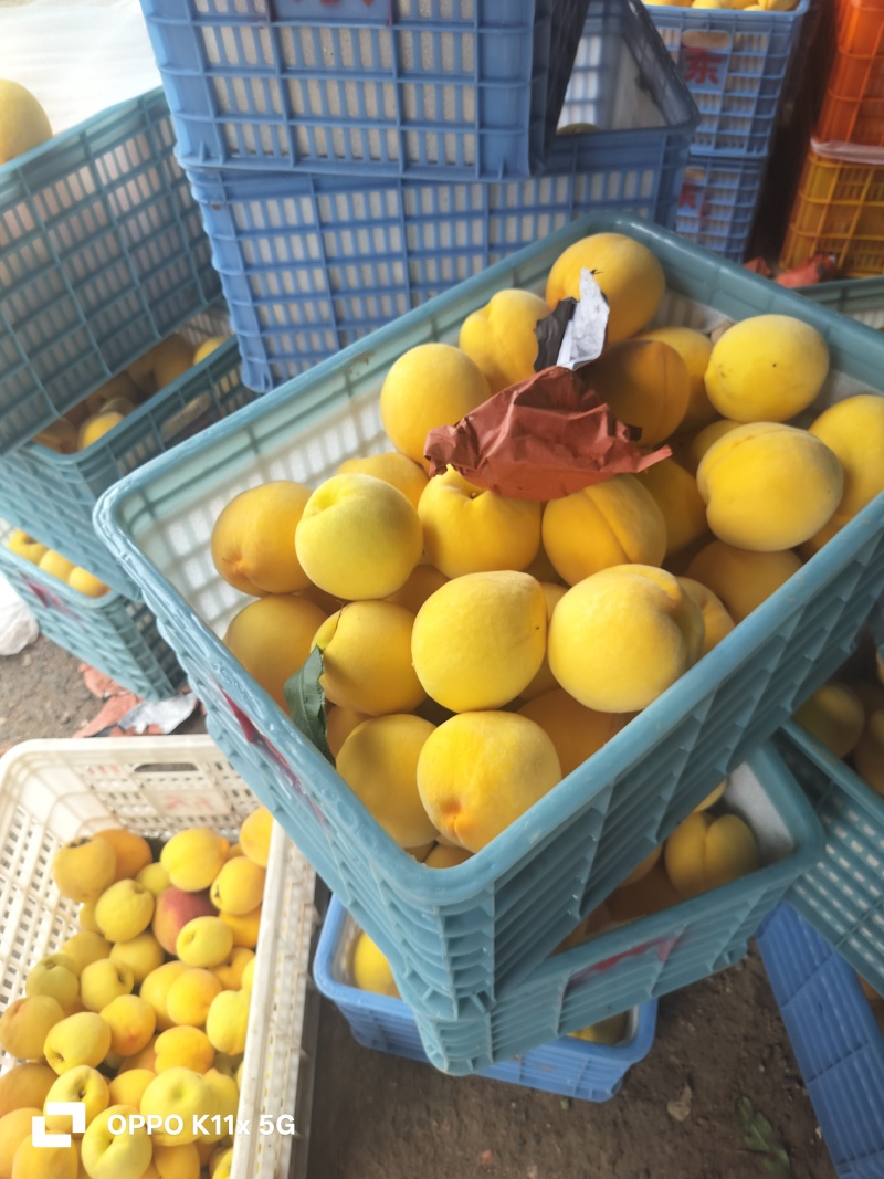 黄金桃