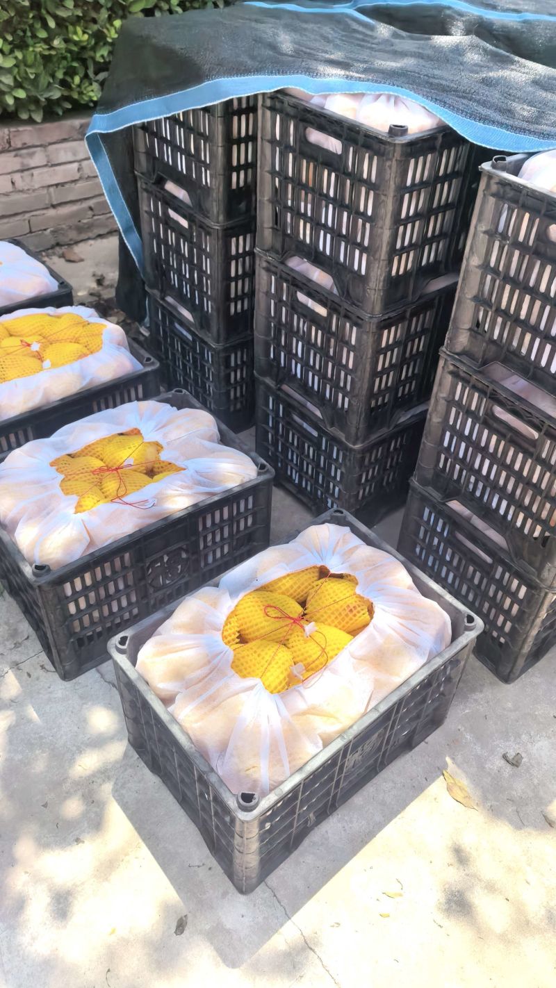 毛潘十一大量供应中。货源充足，价格实惠。