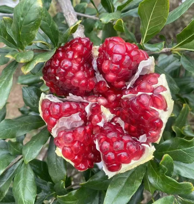 突尼斯软籽石榴