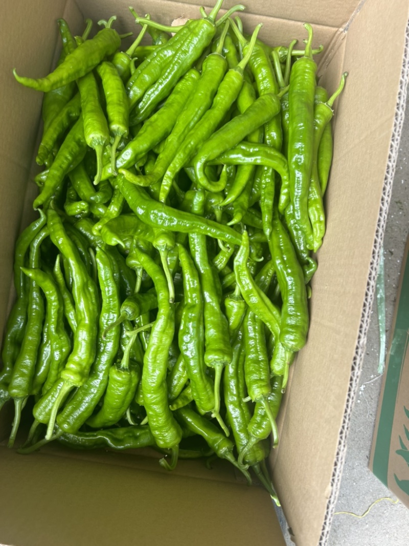 鲜辣椒高山辣椒薄皮椒2307螺线螺丝椒海瓜红