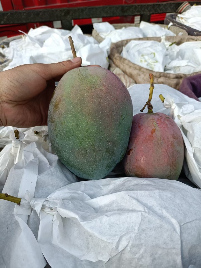 攀枝花凯特贵妃金煌等