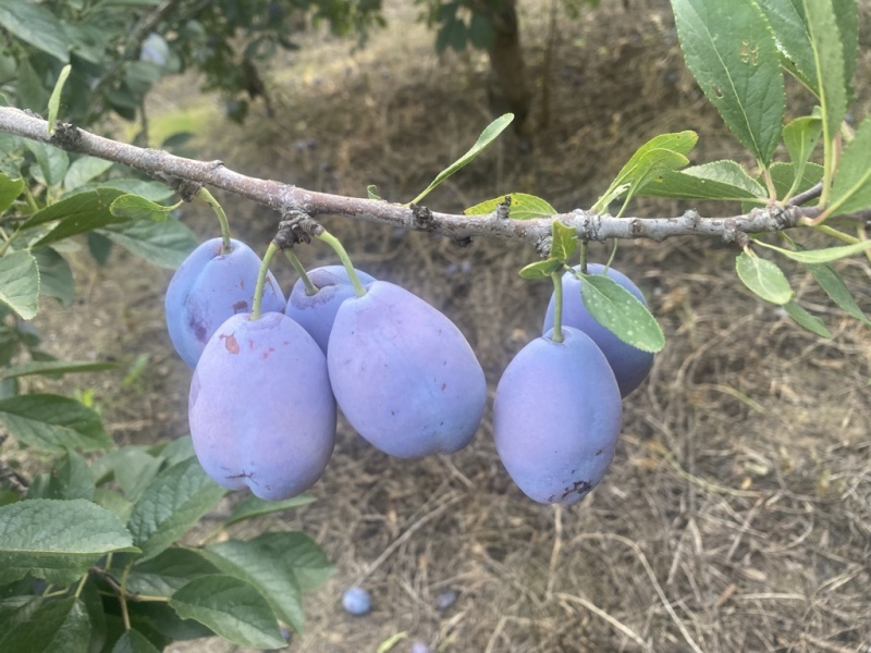 西梅蓝蜜量大价优品质上乘欢迎大家开采购蓝蜜西梅