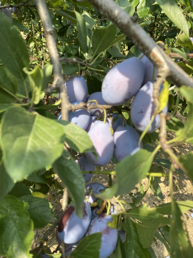 西梅蓝蜜量大价优品质上乘欢迎大家开采购蓝蜜西梅