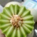 精品玉菇甜瓜