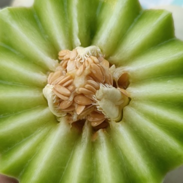 精品玉菇甜瓜