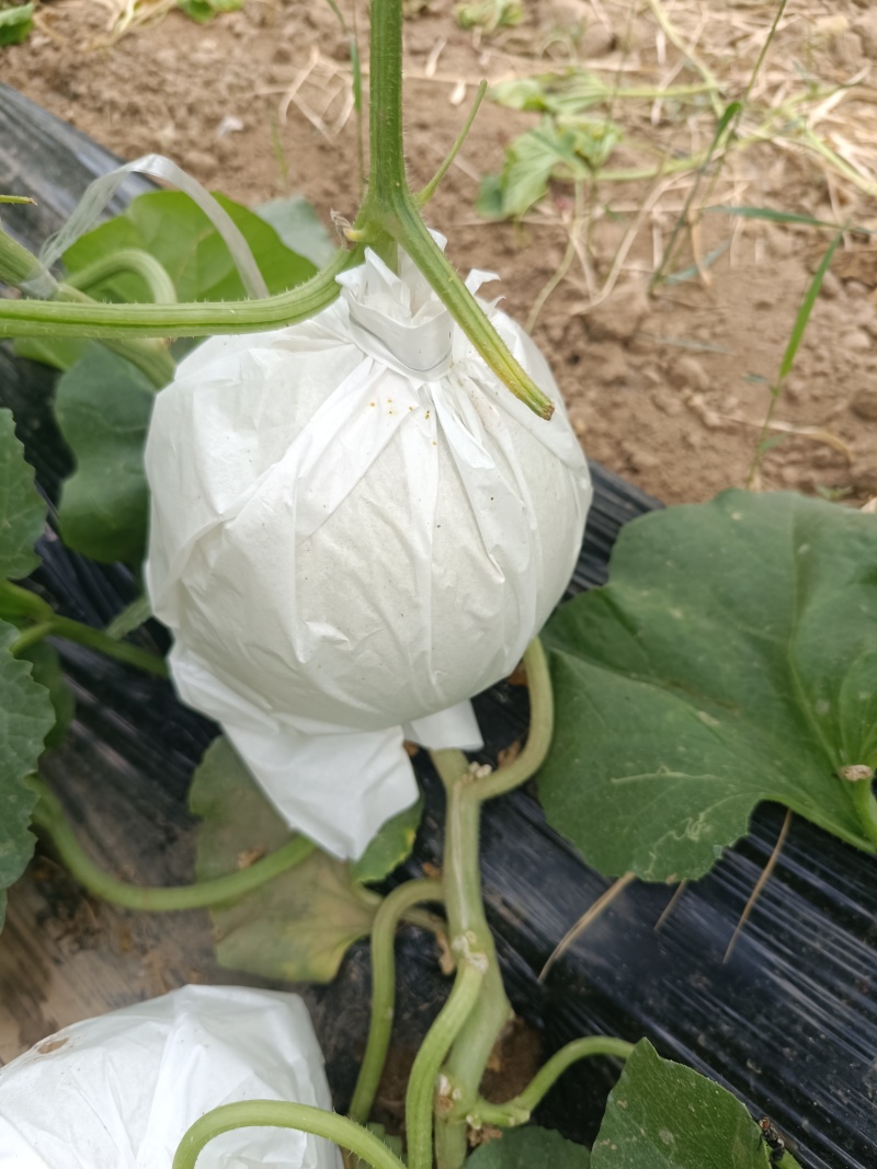 精品玉菇甜瓜