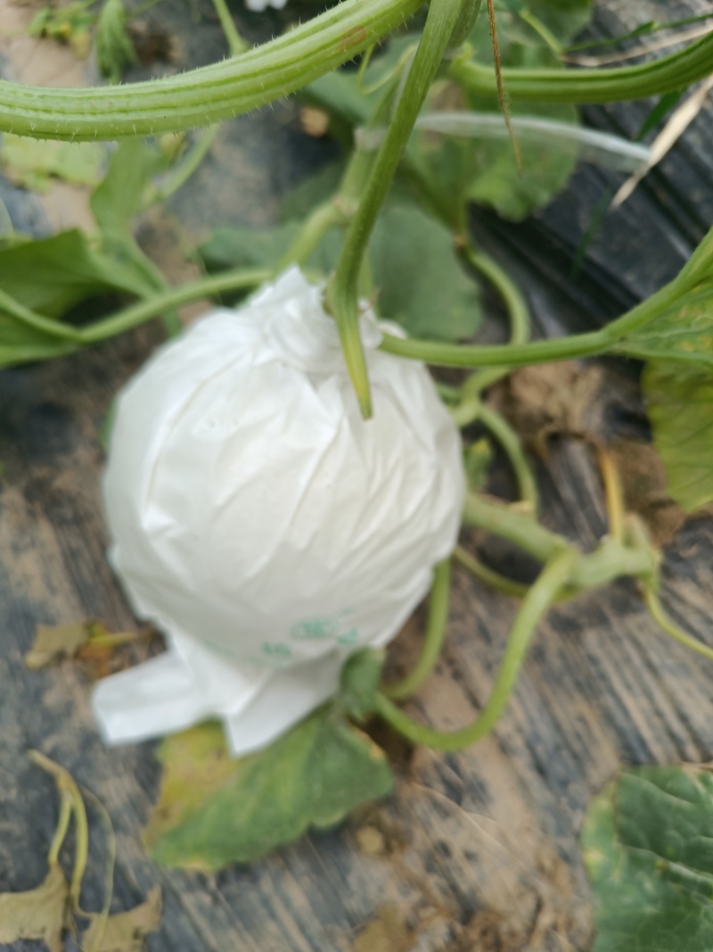 精品玉菇甜瓜