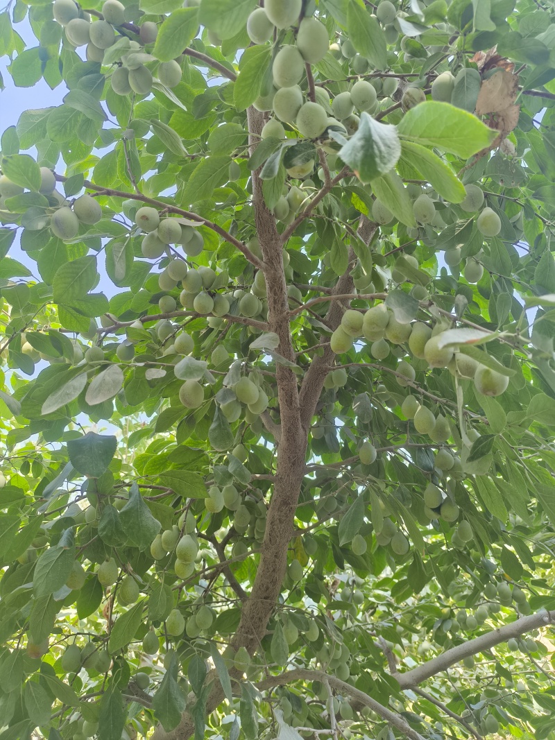 新疆西梅—自家种植，需要找批发商，大批量，有意者请联系我