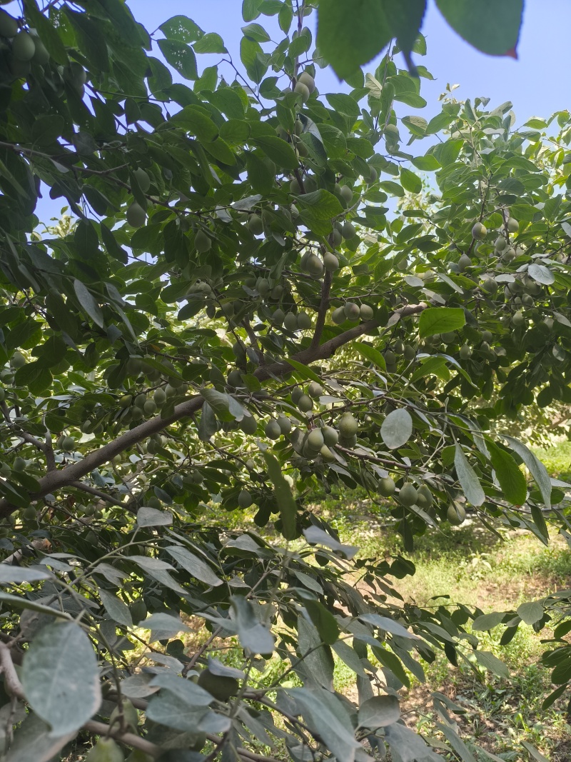 新疆西梅—自家种植，需要找批发商，大批量，有意者请联系我