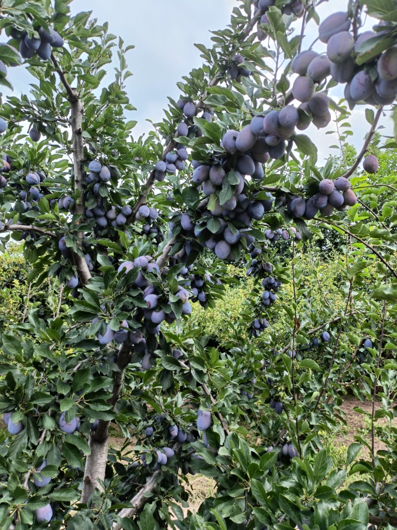 精品西梅果，基地自产自销