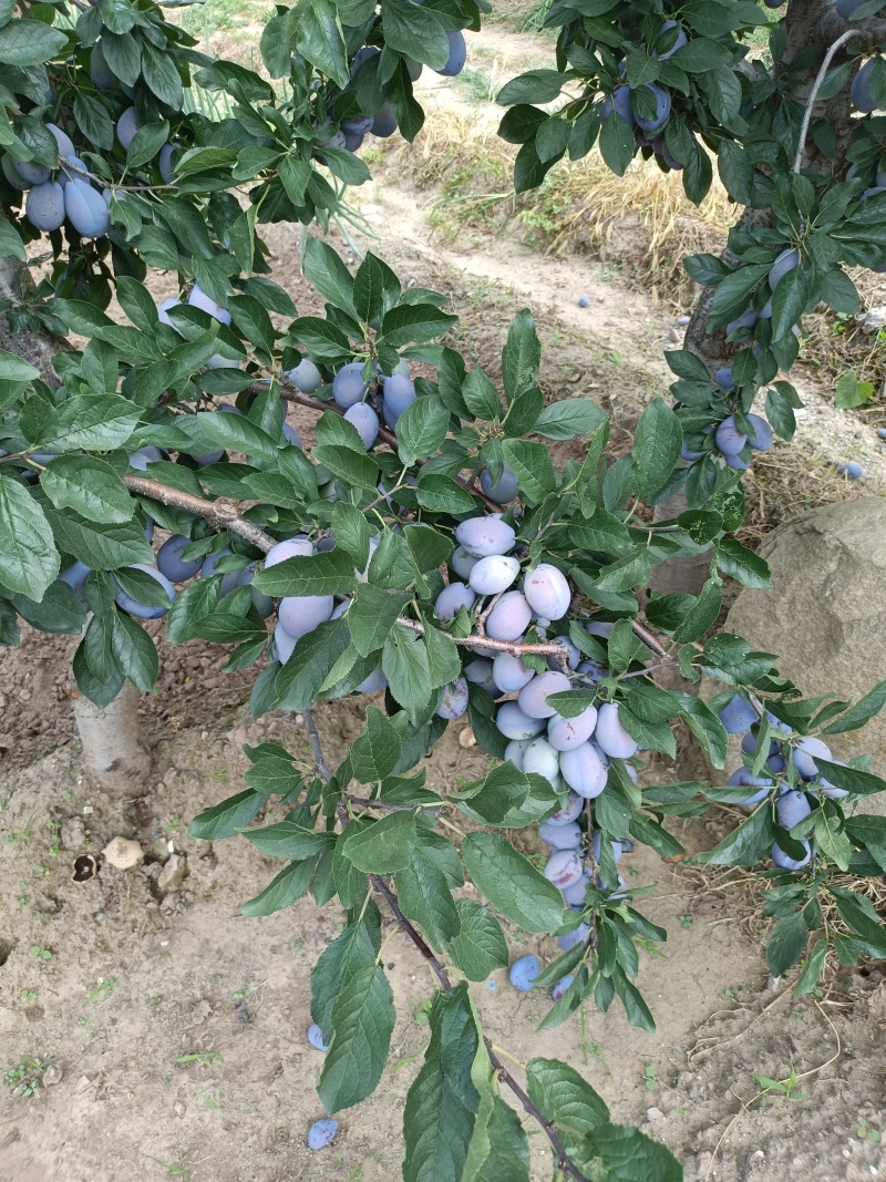 精品西梅果，基地自产自销