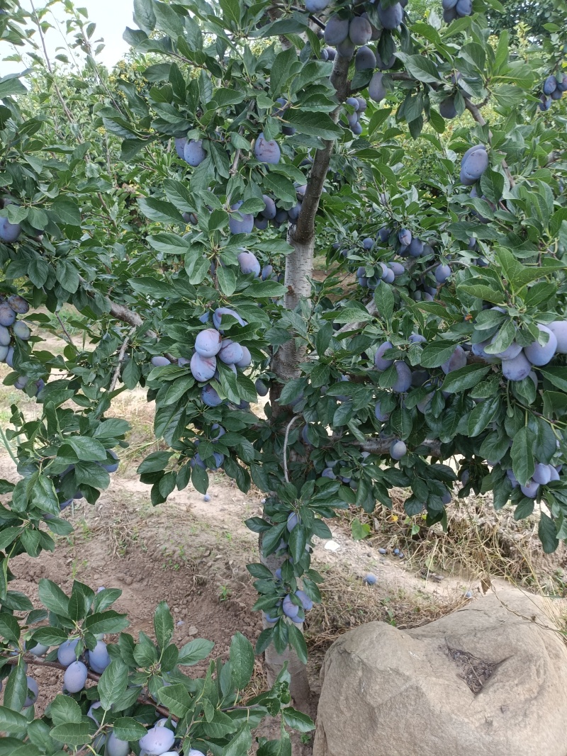 精品西梅果，基地自产自销