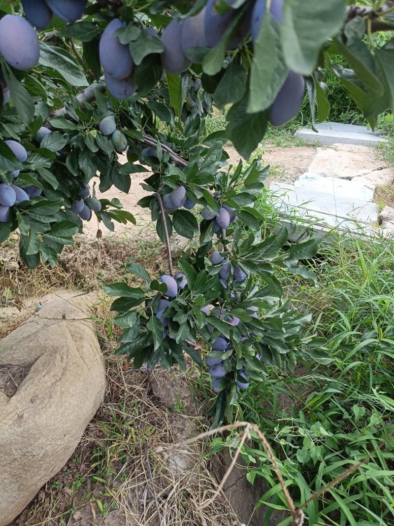 精品西梅果，基地自产自销