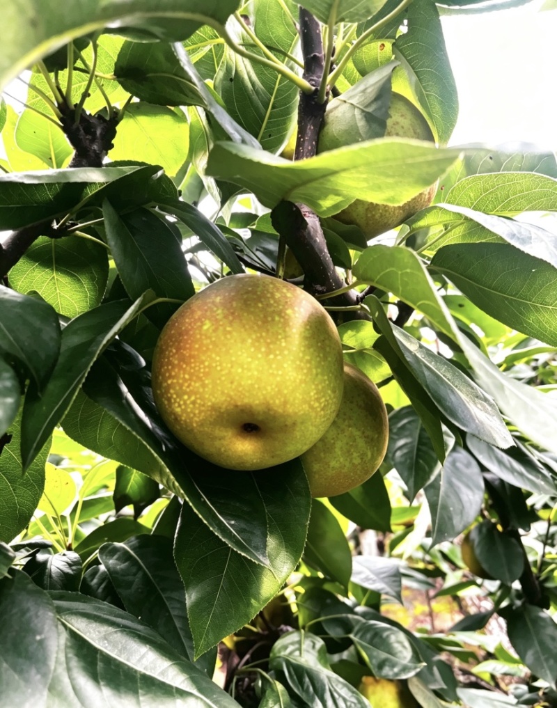 吴江区菀坪菀南村老詹果园家的翠冠梨