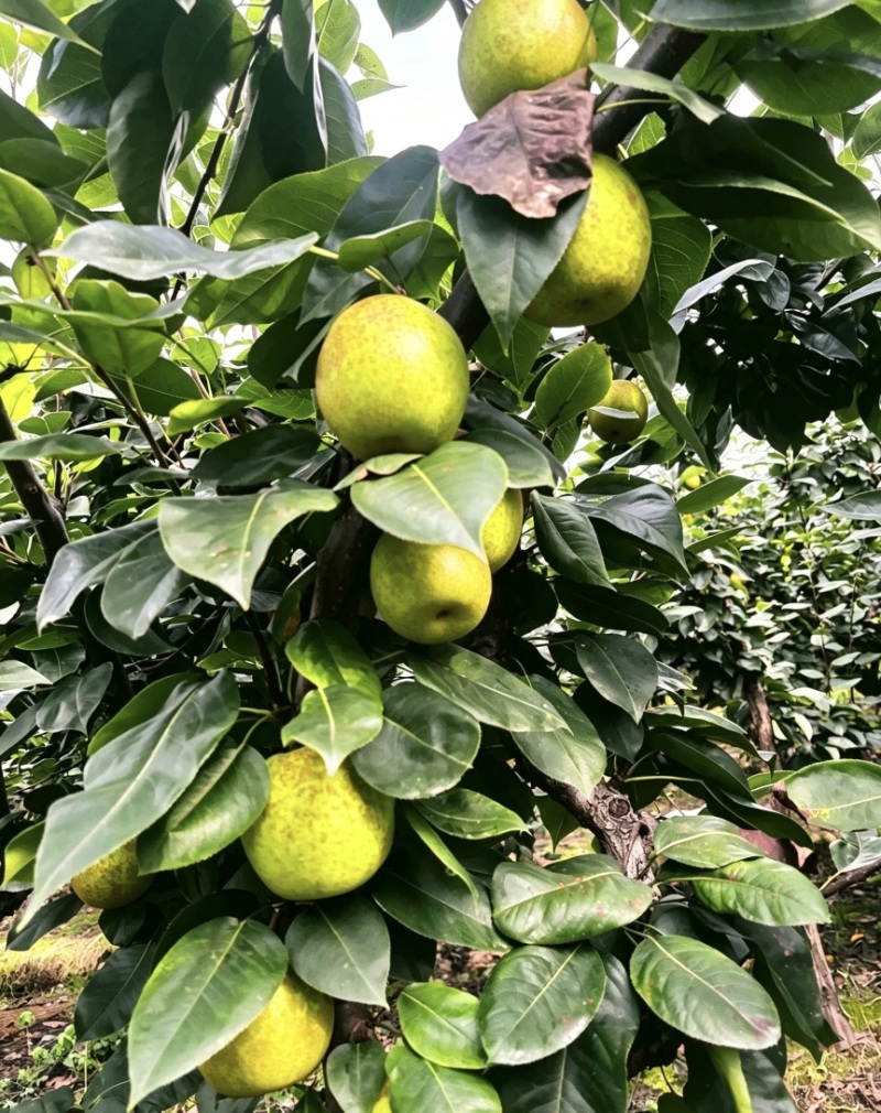 吴江区菀坪菀南村老詹果园家的翠冠梨